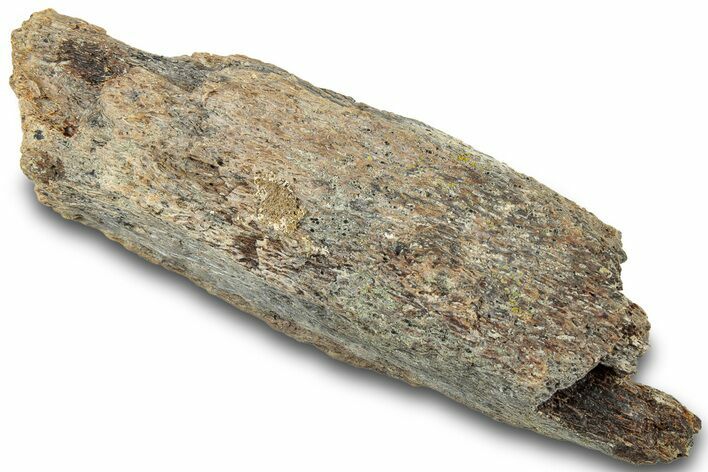Dinosaur (Triceratops) Bone Section - Montana #312304